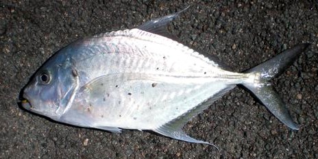 Longnose trevally